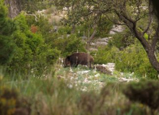 Vista de un jabalí (Govern).