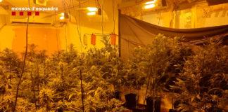 Vista del interior de un piso dedicado al cultivo de marihuana en el Prat de Llobregat (Mossos).