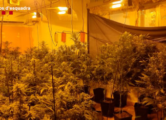 Espectacular golpe policial a una red criminal dedicada al cultivo intensivo de marihuana en Tarragona Vista del interior de un piso dedicado al cultivo de marihuana en el Prat de Llobregat (Mossos).