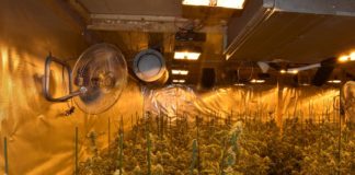 Vista de una plantación interior de marihuana.