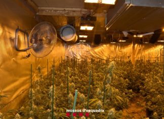 Mossos y Policía Nacional desmantelan en Sant Pol y Lloret un entramado dedicado al cultivo “indoor” de marihuana Vista de una plantación interior de marihuana.