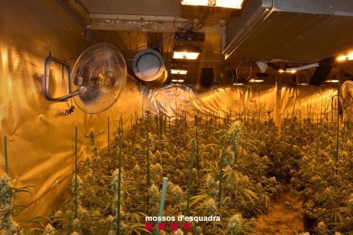 Vista de una plantación interior de marihuana.