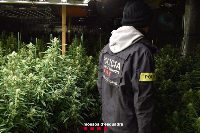 Un agente de los Mossos en una de las plantaciones de marihuana desmanteladas.