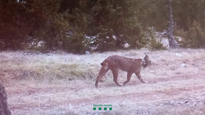 Imagen del lince ibérico de nombre Secreto captado por una cámara de los Agentes Rurales en Lleida el pasado mes de marzo.