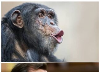 ¿Se ha pasado el PP de la raya?