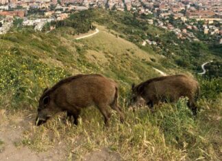 Jabalíes en Collserola.