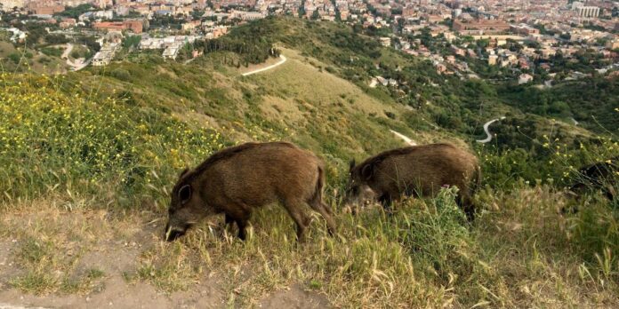Jabalíes en Collserola.
