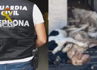 27 perros muertos en un ferry: ¿quién controló la furgoneta?