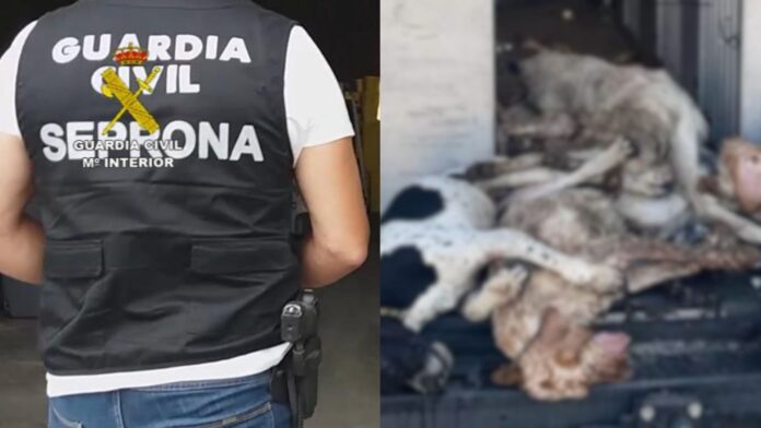 27 perros muertos en un ferry: ¿quién controló la furgoneta?
