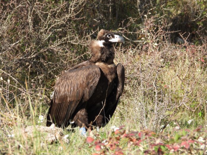 Buitre negro Arnes liberado en el Parc Natural dels Ports Cataluña reintroducción especie