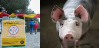 Cae el precio del cerdo mientras crece la preocupación por la peste porcina africana