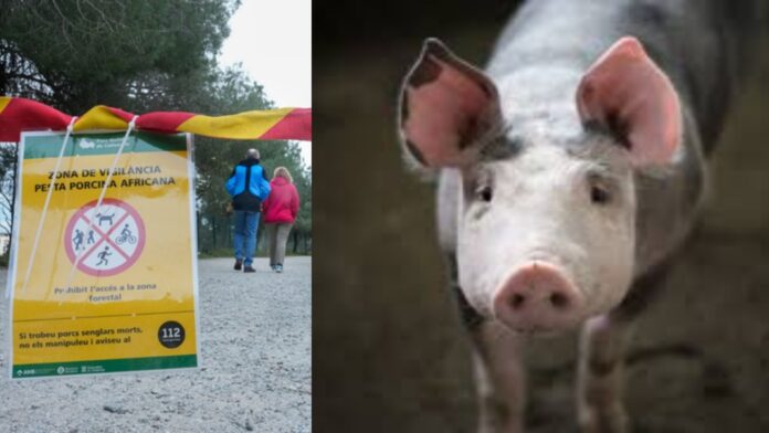 Cae el precio del cerdo mientras crece la preocupación por la peste porcina africana