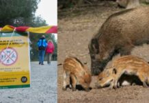 Catalunya pide permiso a Bruselas para matar jabalíes mientras los ecologistas miran para otro lado