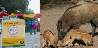 Catalunya pide permiso a Bruselas para matar jabalíes mientras los ecologistas miran para otro lado