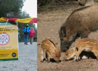 Catalunya pide permiso a Bruselas para matar jabalíes mientras los ecologistas miran para otro lado
