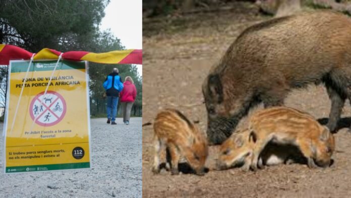 Catalunya pide permiso a Bruselas para matar jabalíes mientras los ecologistas miran para otro lado