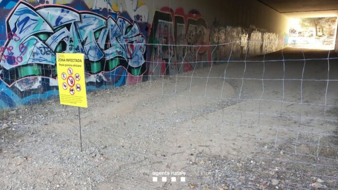 Vía cerrada a una zona afectada por la peste porcina africana.