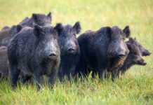 Grupo de jabalíes en el campo.