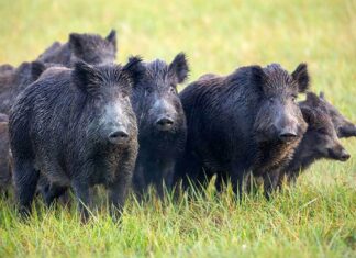 Manada de jabalíes.