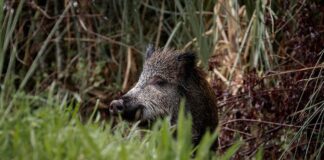 La UE desmiente a la Generalitat: no hace falta luz verde para abatir jabalíes