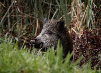 La UE desmiente a la Generalitat: no hace falta luz verde para abatir jabalíes