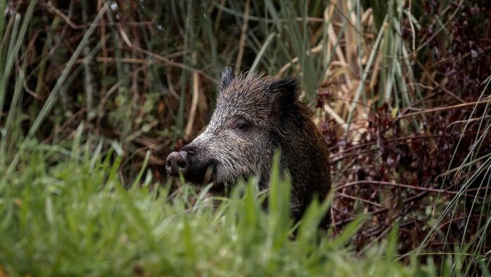 La UE desmiente a la Generalitat: no hace falta luz verde para abatir jabalíes