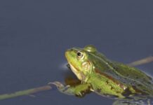 ¿Se ha gastado la Junta de Castilla y León 241.000 euros de los Next Generation en rampas para ranas? Vista de una rana dentro del agua y apoyada en una rama.