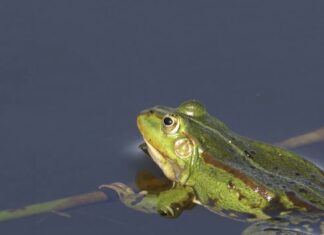 ¿Se ha gastado la Junta de Castilla y León 241.000 euros de los Next Generation en rampas para ranas? Vista de una rana dentro del agua y apoyada en una rama.