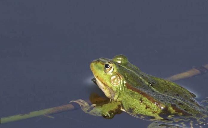 Vista de una rana dentro del agua y apoyada en una rama.