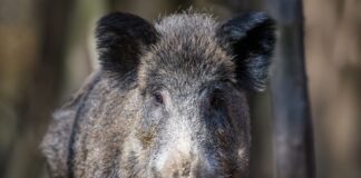 Peste porcina en Collserola