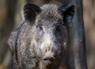 Peste porcina en Collserola