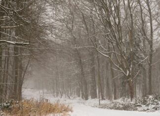 Protección Civil activa la alerta por nevadas intensas: más de 50 centímetros de nieve y riesgo extremo en el Pirineo Paisaje del Pirineo catalán con árboles y un camino nevados.