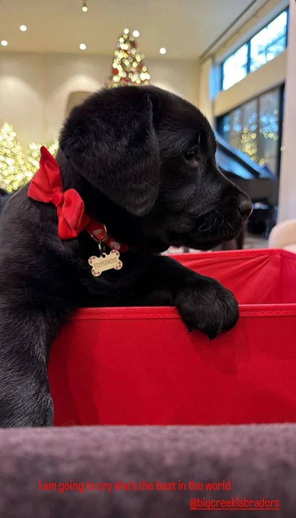 Kim Kardashian genera polémica al regalar un perro a cada uno de sus hijos por Navidad
