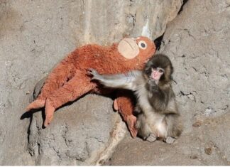 La historia de Punch: el mono bebé huérfano que halló consuelo en su peluche La historia de Punch