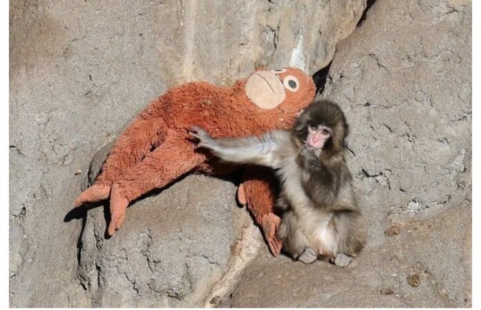 La historia de Punch