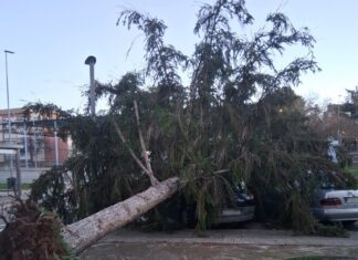 Un gran árbol arrancado de raíz por el fuerte viento