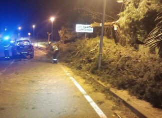 Efectivos de los Bombers de la Generalitat troceando un árbol caído sobre la calzada por las rachas de viento en la urbanización Les Masies Catalanes.