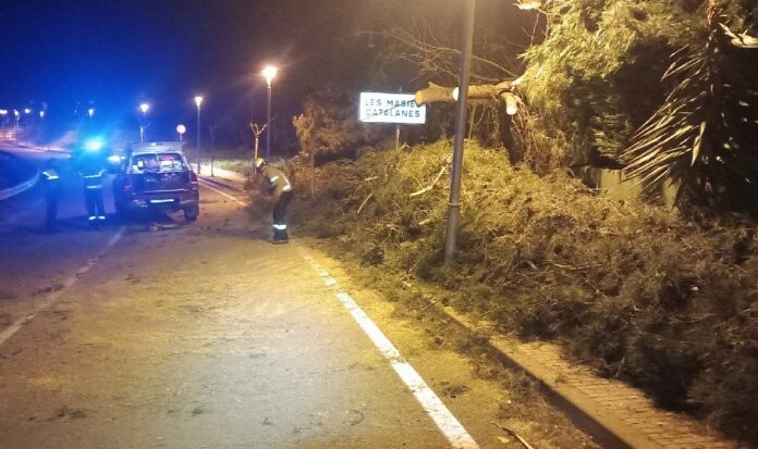 Efectivos de los Bombers de la Generalitat troceando un árbol caído sobre la calzada por las rachas de viento en la urbanización Les Masies Catalanes.