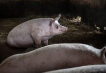 Cerdos en una granja; imagen de recurso para la noticia sobre la investigación de un caso humano de gripe porcina en Cataluña.