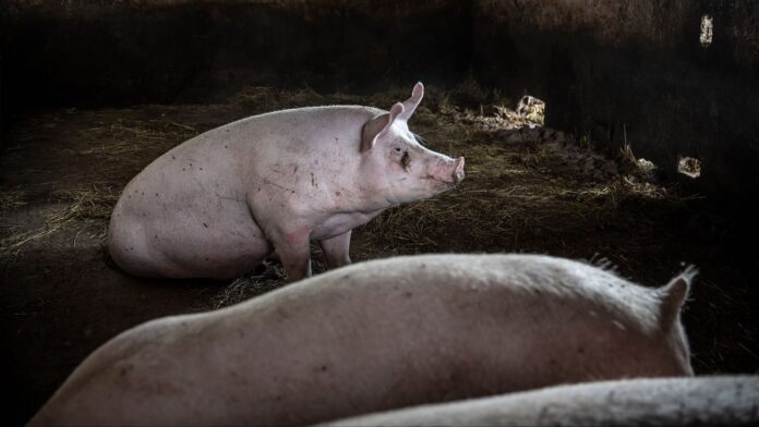 Cerdos en una granja; imagen de recurso para la noticia sobre la investigación de un caso humano de gripe porcina en Cataluña.