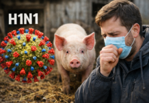 Ilustración del virus H1N1 junto a un cerdo y una persona con síntomas de gripe porcina