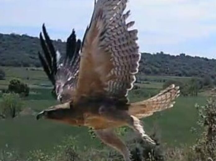 Un ejemplar de águila perdicera (Aquila fasciata) capturado en pleno vuelo sobre un paisaje natural en Cataluña.