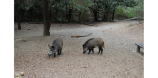 Jabalíes en el entorno del Parc Natural de Collserola en Cataluña tras los casos de peste porcina africana