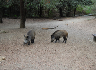 Detectados cinco nuevos casos de peste porcina africana en Cataluña y elevan el total a 232 Jabalíes en el entorno del Parc Natural de Collserola en Cataluña tras los casos de peste porcina africana