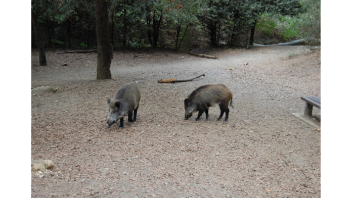 Jabalíes en el entorno del Parc Natural de Collserola en Cataluña tras los casos de peste porcina africana