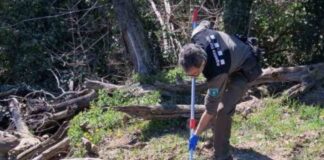 Agente rural recogiendo una muestra de agua tras un vertido de purines en Osona