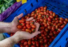 Manos sosteniendo tomates cherry frescos en un mercado de Barcelona