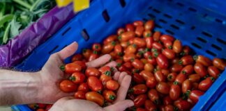 Manos sosteniendo tomates cherry frescos en un mercado de Barcelona