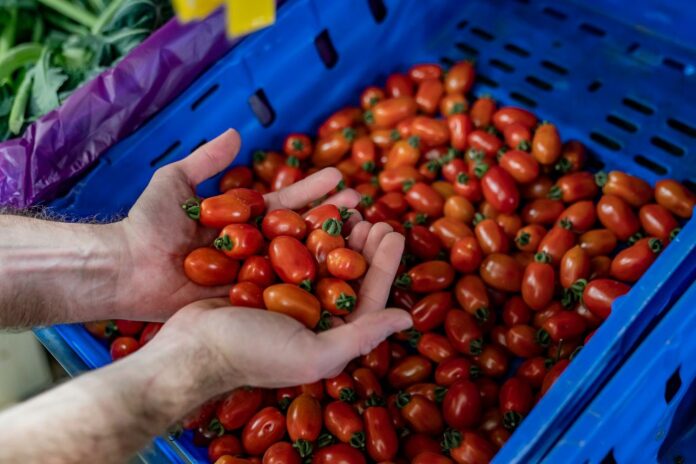 Manos sosteniendo tomates cherry frescos en un mercado de Barcelona
