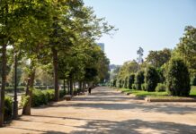 Paseo arbolado del Parc de la Ciutadella de Barcelona en primavera, con vegetación que produce polen